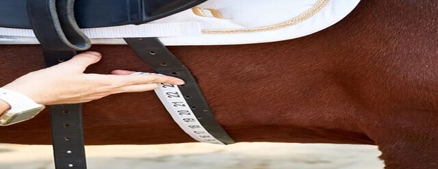 How to Measure Girth of a Horse